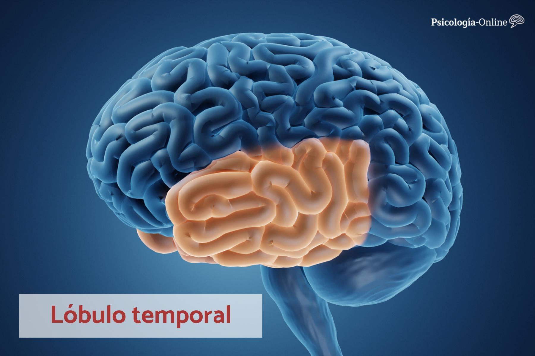 Funciones De Los Lobulos Cerebrales Flowchart 5208