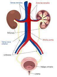 Aparato Excretor Mind Map