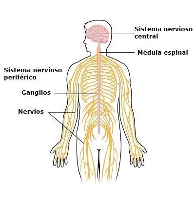 El sistema nervioso y reproductor | Mind Map