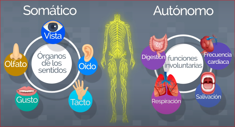 MAPA MENTAL SISTEMA NERVIOSO Y REPRODUCTIVO | Mind Map