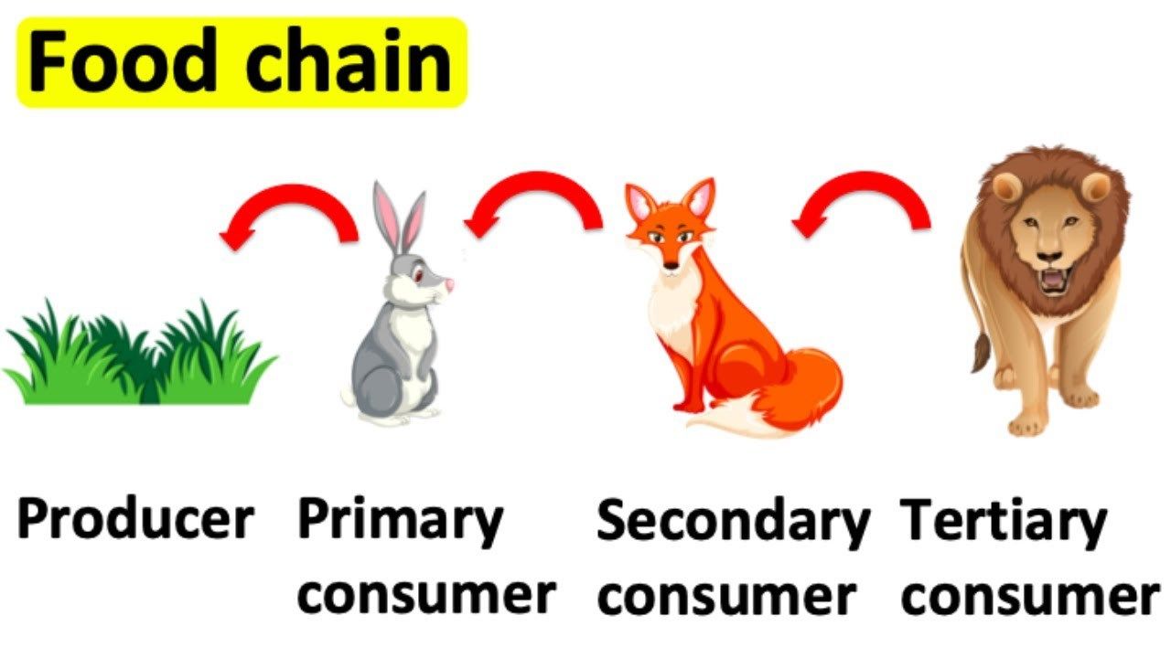 301 FOOD CHAINS | Flashcards