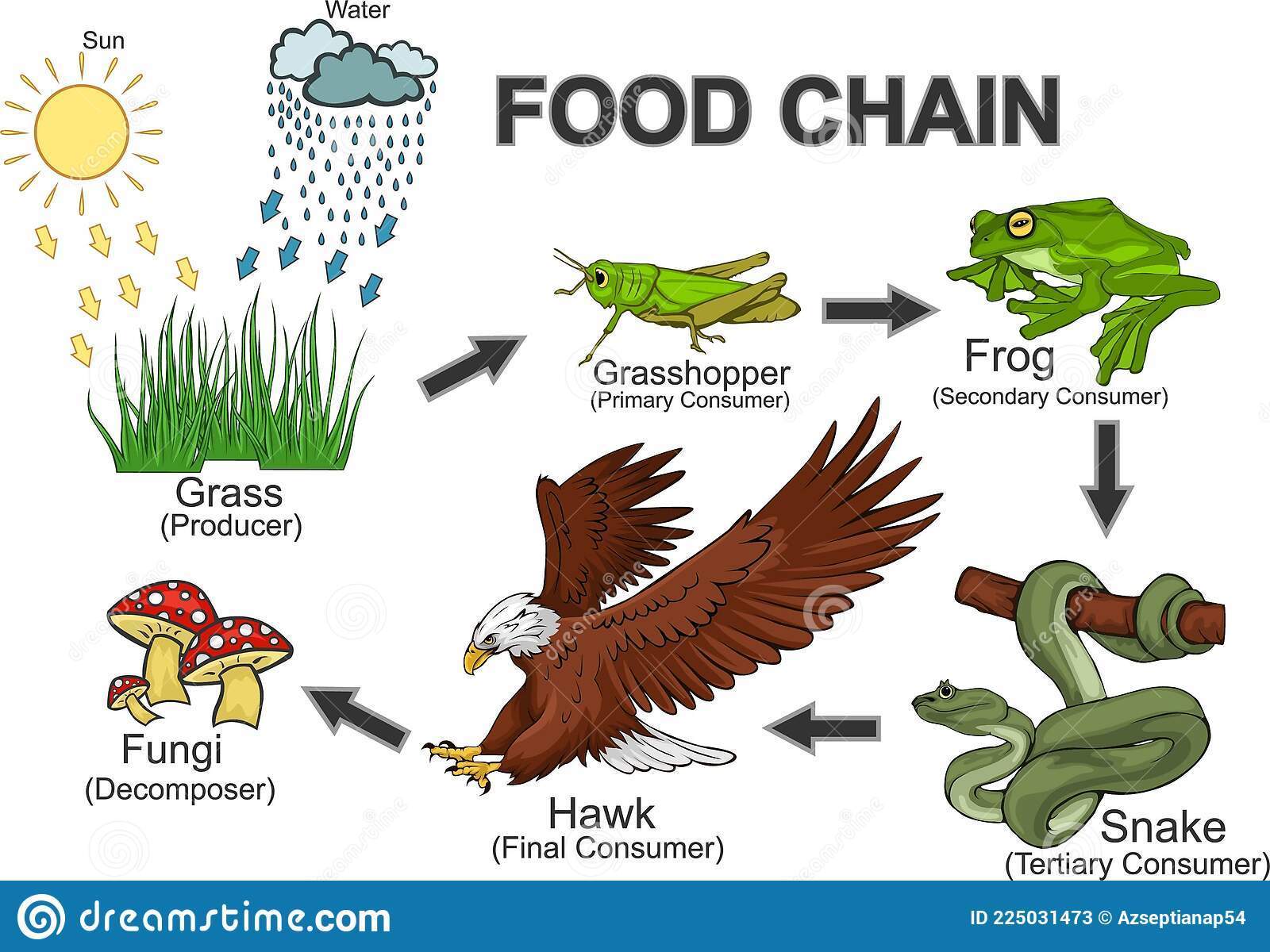 301 FOOD CHAINS | Flashcards