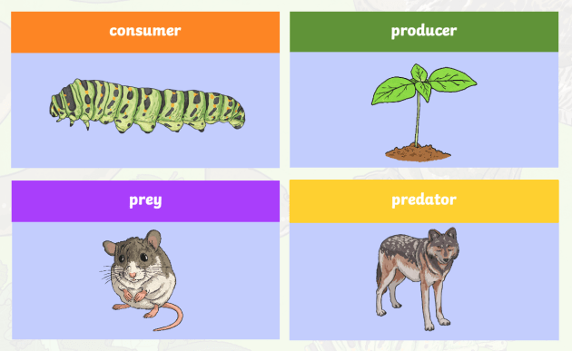 301-food-chains-flashcards