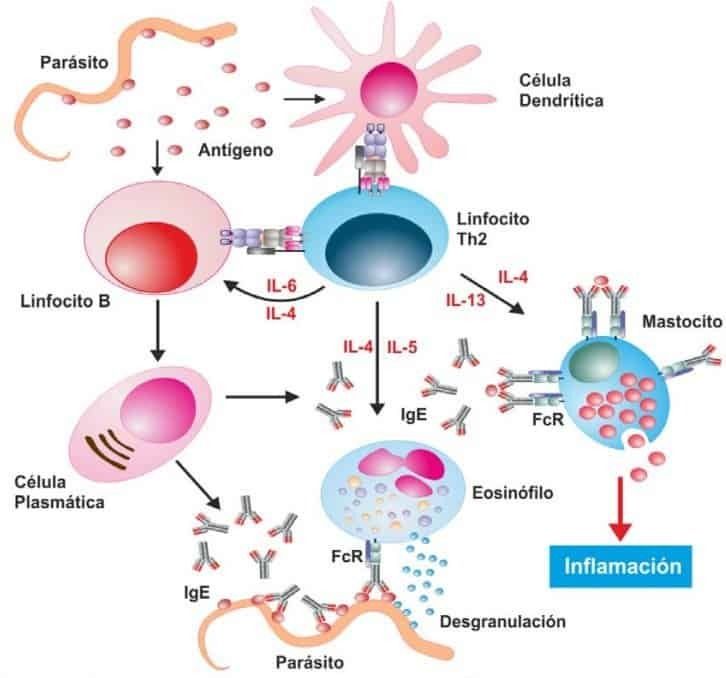 Respuesta Inmune Contra Bacterias Y Parásitos Mind Map 2639