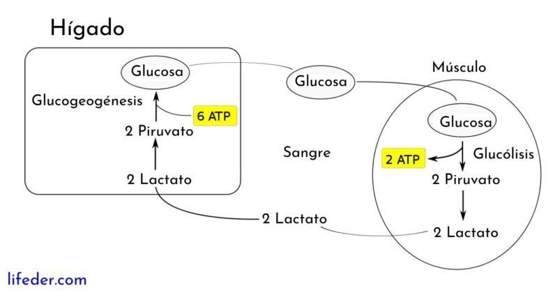 CICLO DE CORI CATABOLICA | Mind Map