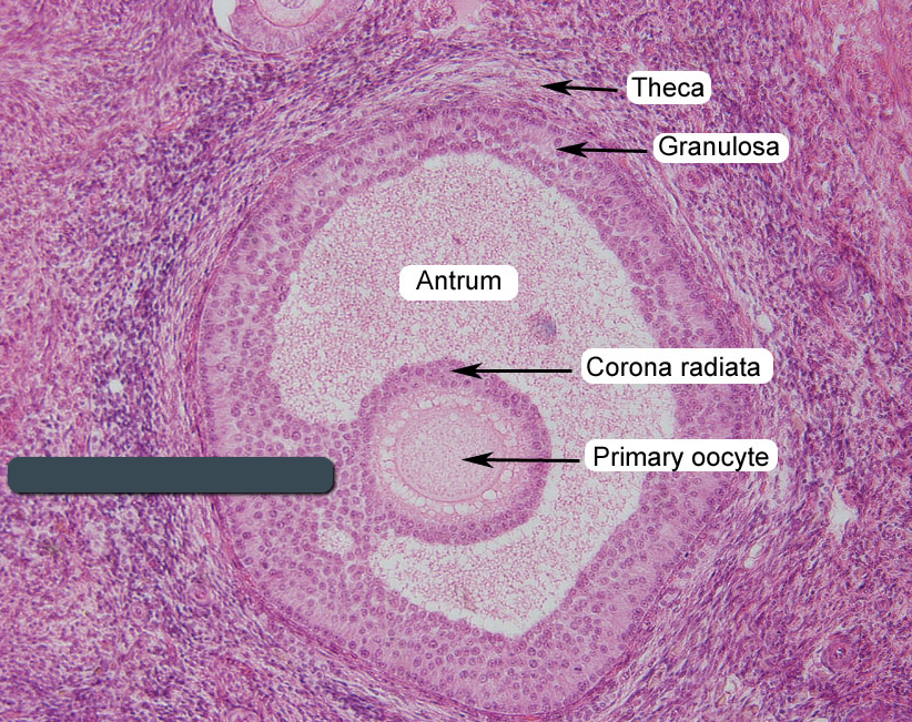 Reproductive System - Histology | Flashcards