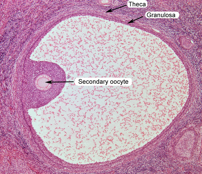 Reproductive System - Histology | Flashcards