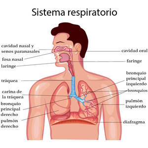 Sistema respiratorio | Mind Map