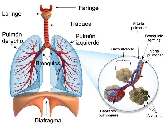 Sistema respiratorio | Mind Map