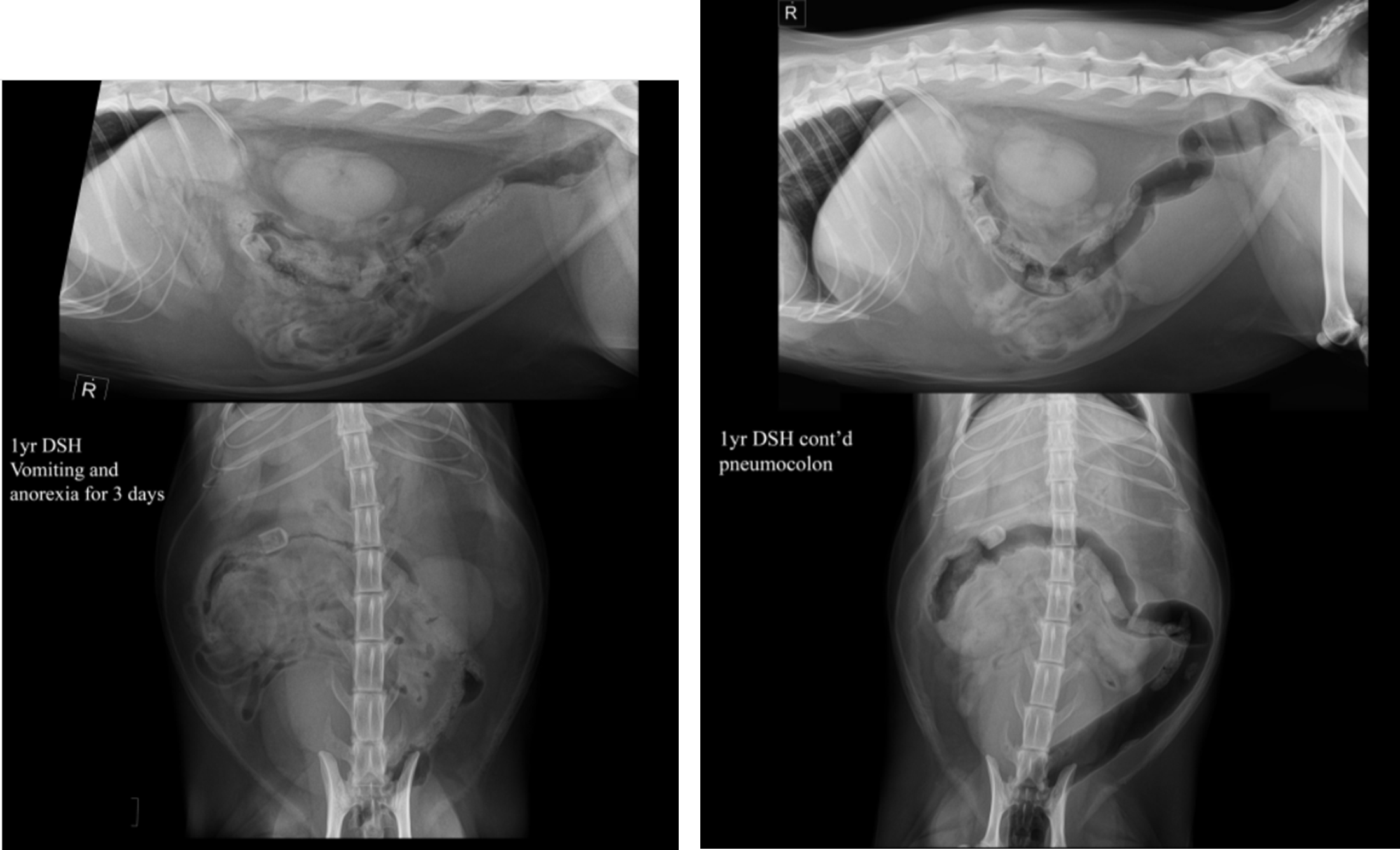 Radiology CAP | Flashcards