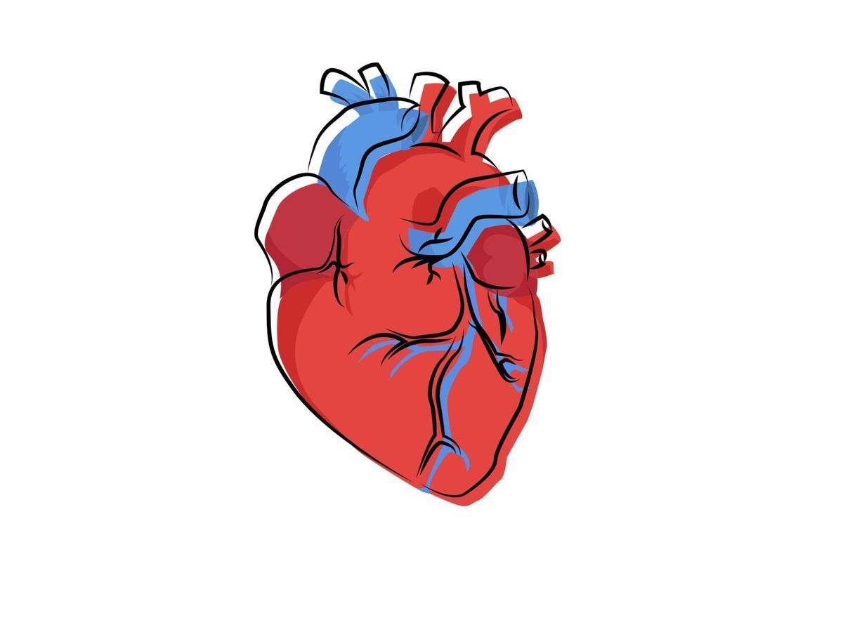 Органы чувств сердце. Парные обои сердце орган. Анатомическое сердце обои.