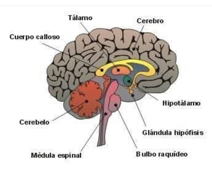 Sistema nervioso y reproductivo. | Mind Map