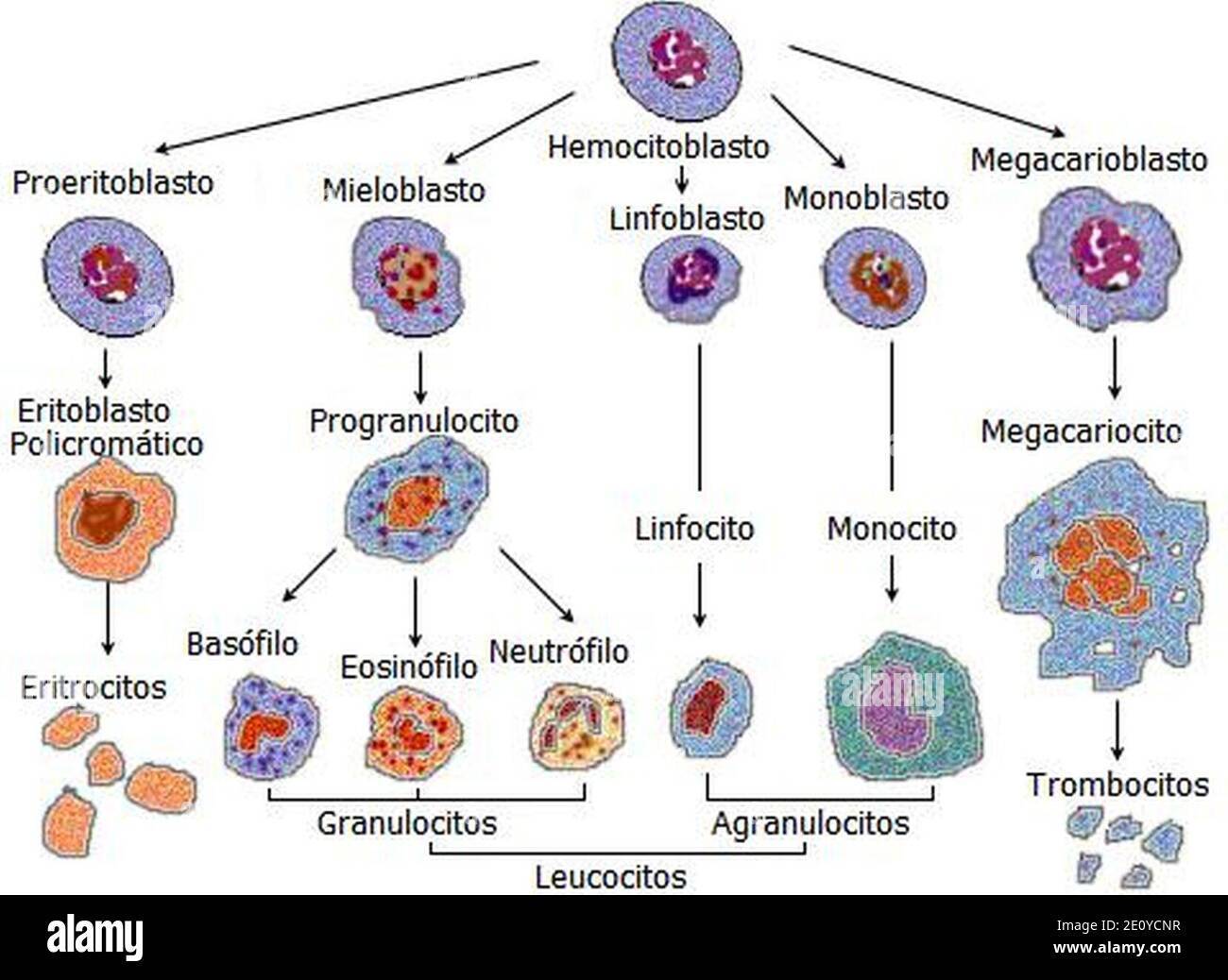 Sistema Inmunológico | Mind Map