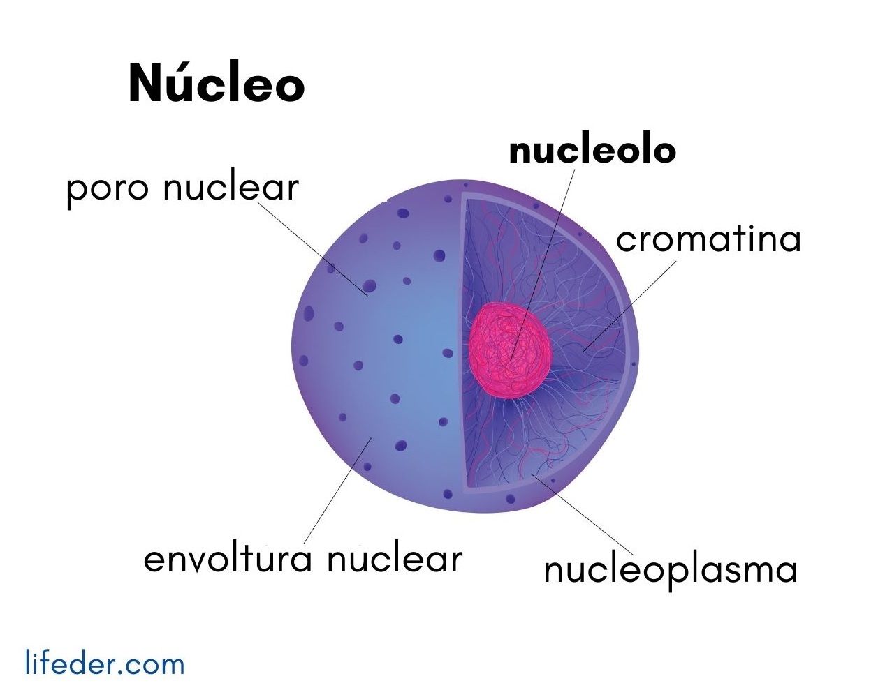 LA CELULA | Mind Map