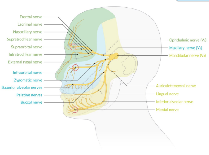 Nervio Trigemino V | Mind Map