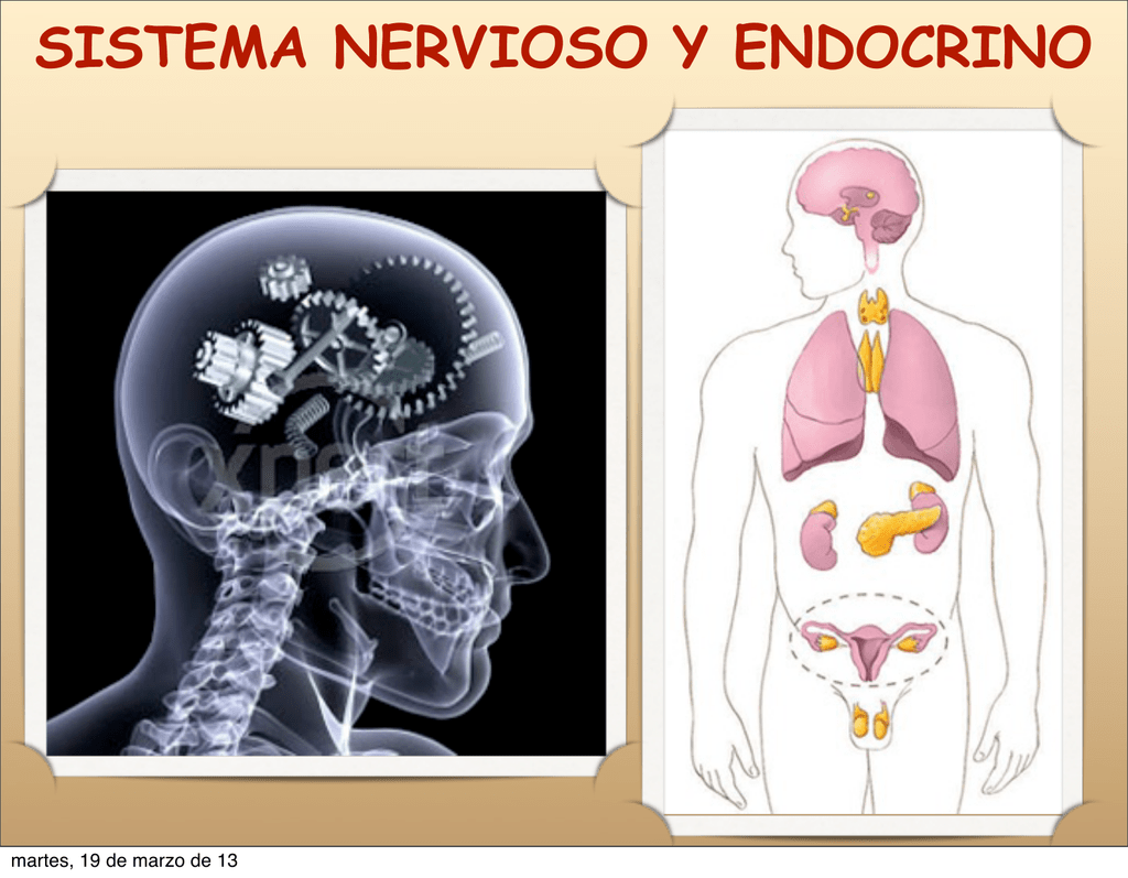 Sistema Nervioso Y Reproductivo Mind Map