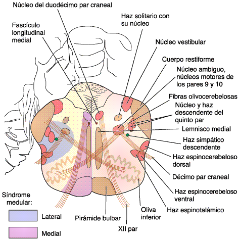 Nervio XI Espinal Accesorio | Mind Map