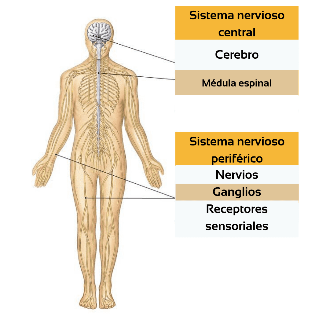 Sistemas nervioso y reproductivo | Mind Map