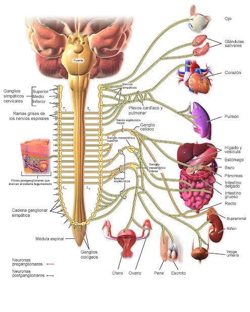 Actividad Integradora Sistema Nervioso Y Reproductivo Mind Map