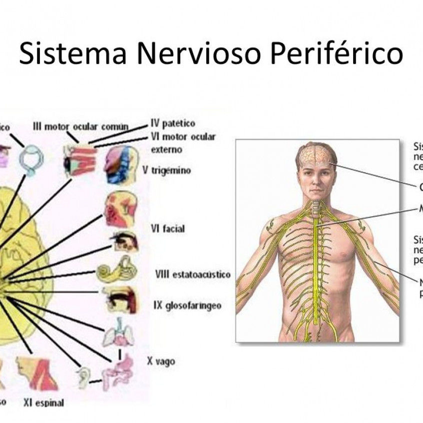 Sistema Nervios Y Reproductor Mapa Mental 4211