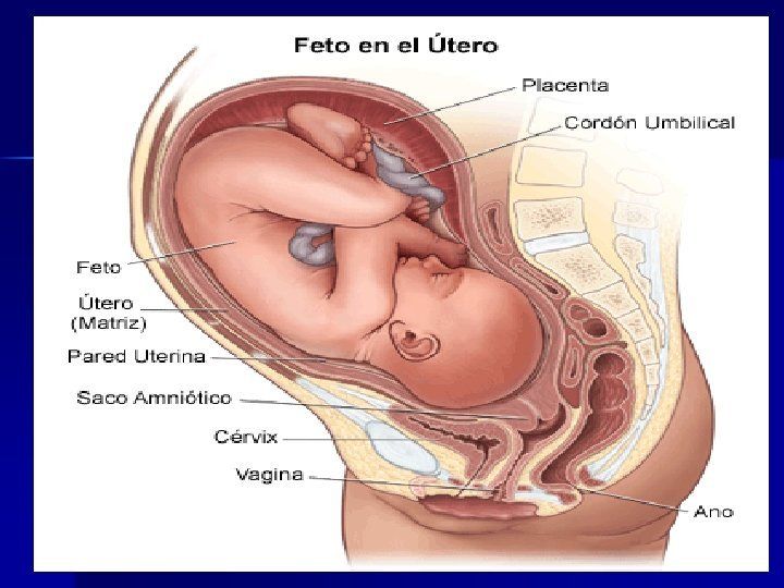 Sistema Nervioso Y Reproductivo Mind Map 4656