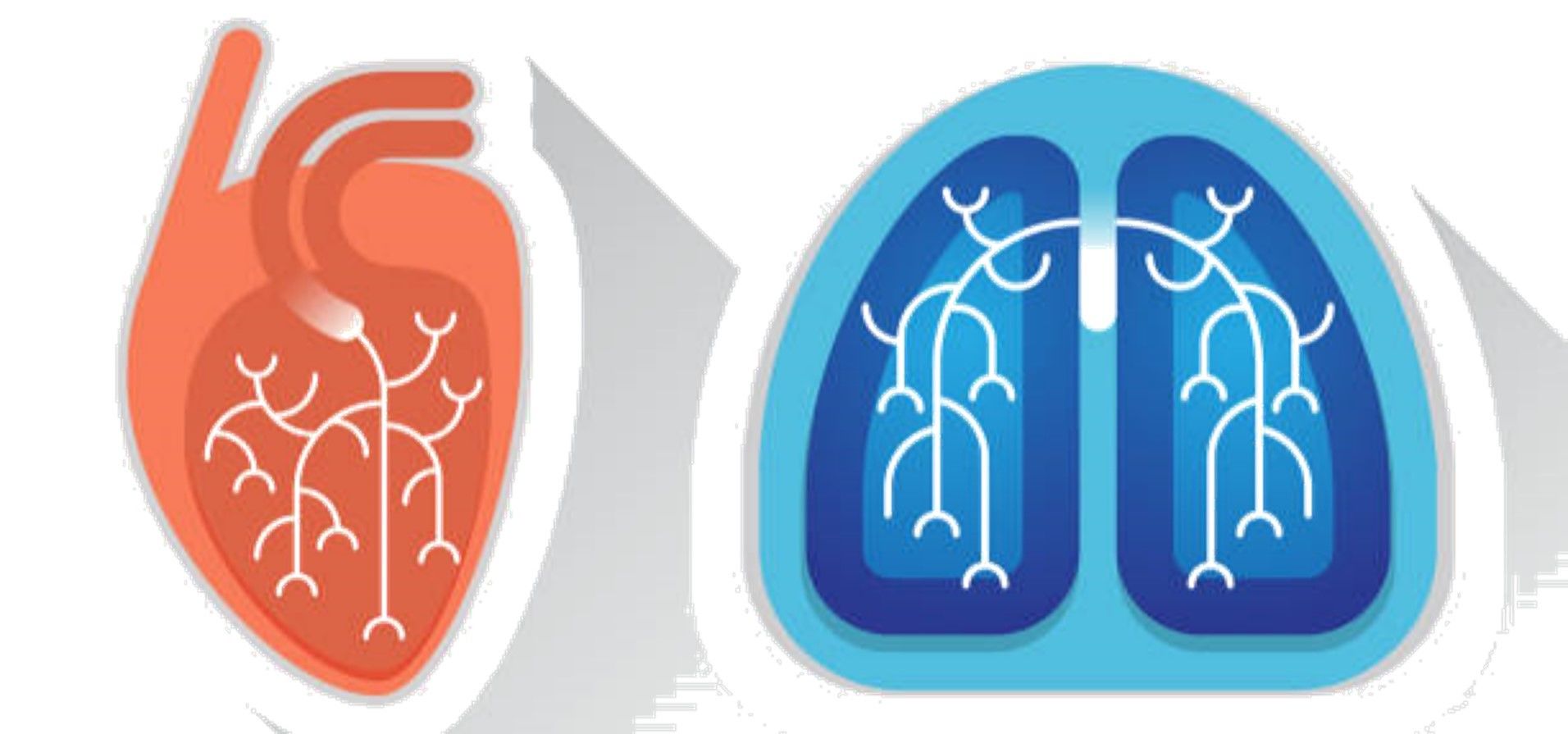 Circulacion Pulmonar Mind Map 4828