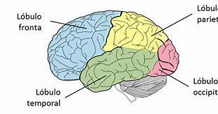 Bases Neurofisiológicas del Aprendizaje | Mind Map