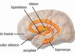 Bases Neurofisiológicas del Aprendizaje | Mind Map