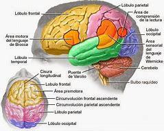 Bases Neurofisiológicas del Aprendizaje | Mind Map