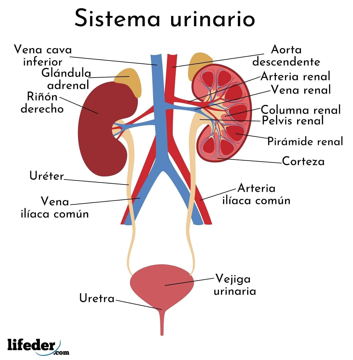 SISTEMA UROLÓGICO | Mind Map