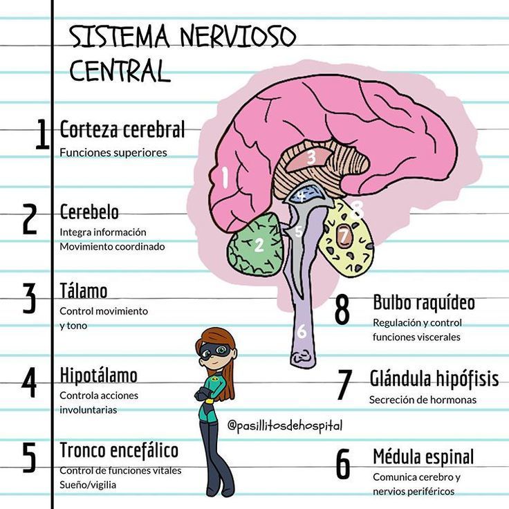 Ai Sistema Nervioso Y Reproductivo Esquemas Y Mapas Conceptuales De