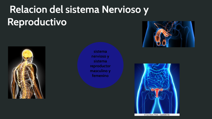 Los Sistemas Nervioso Y Reproductivo Mind Map