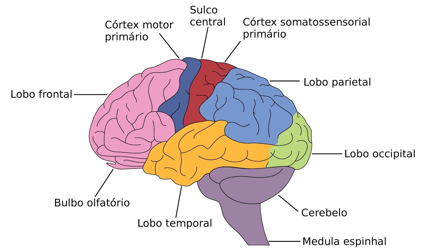 ANATOMIA Y FISIOLOGIA HUMANA | Mind Map