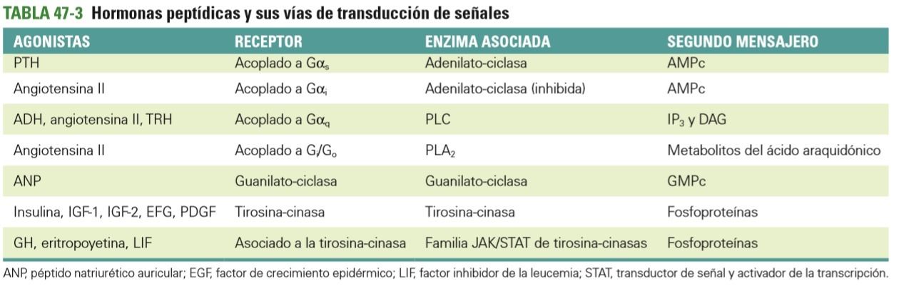 tabla de funciones del sistema endocrino