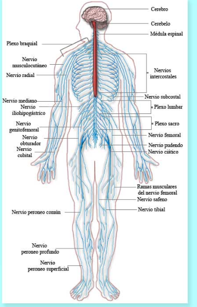 El sistema nevioso en el cuerpo humano | Mind Map