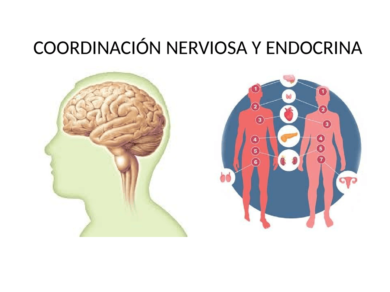 Como Se Relaciona El Sistema Nervioso Y Reproductor Mind Map