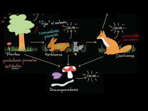 Flujo De Energia De Los Ecosistemas | Flashcards