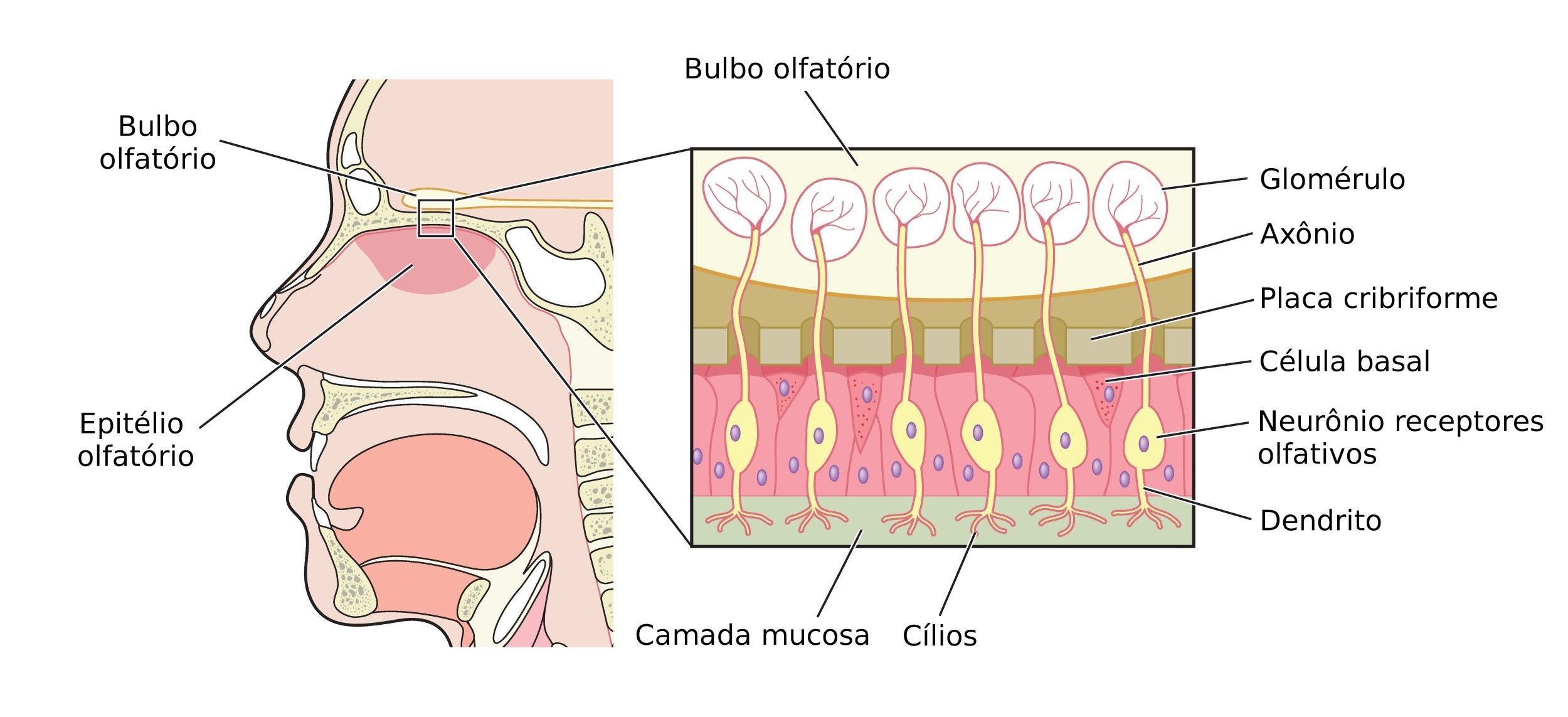 FISIOLOGIA DO OLFATO | Mind Map