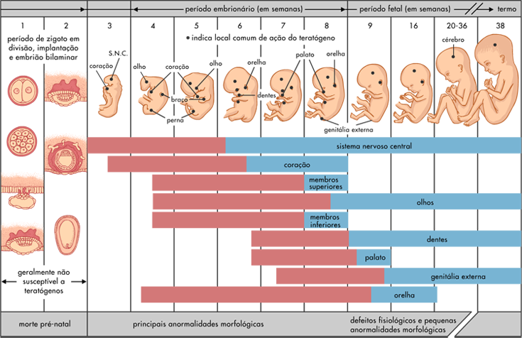 Desenvolvimento Embrionário Mind Map 