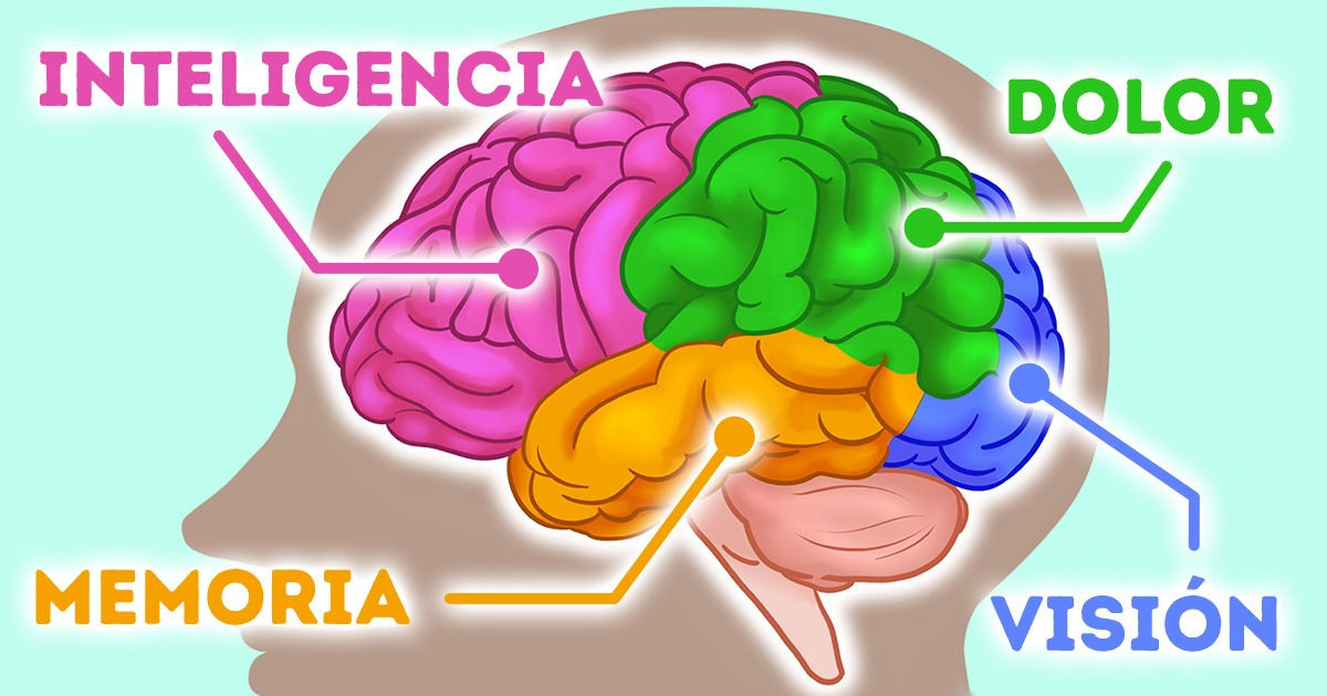 Desarrollo Cognitivo Sensoriomotor Y Lateral De La Primera Infancia Mind Map 1235