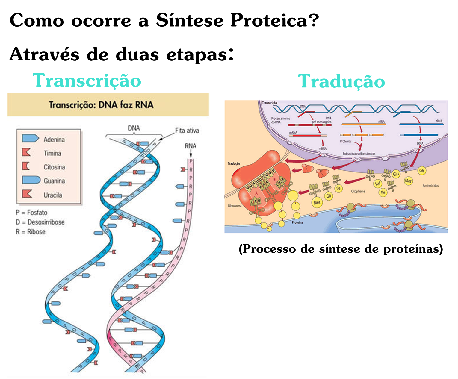 SOLUTION: Tradução e síntese proteica - Studypool