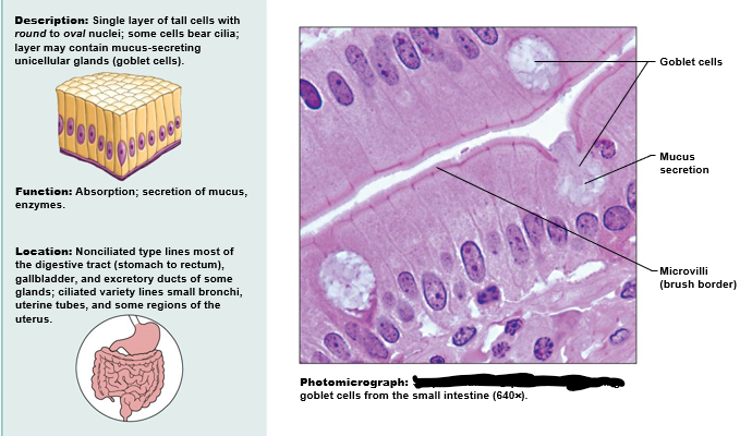 Histology | Flashcards