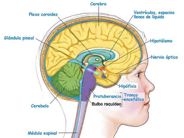 Sistemas nervioso y reproductivo | Mind Map