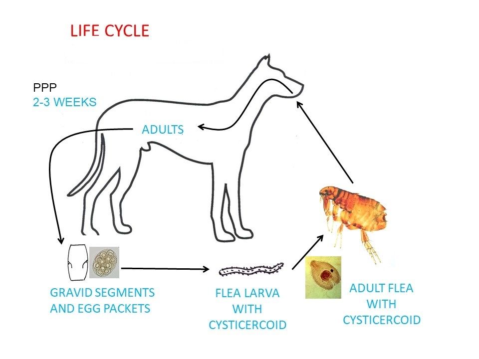 Parasite life Cycles | Flashcards