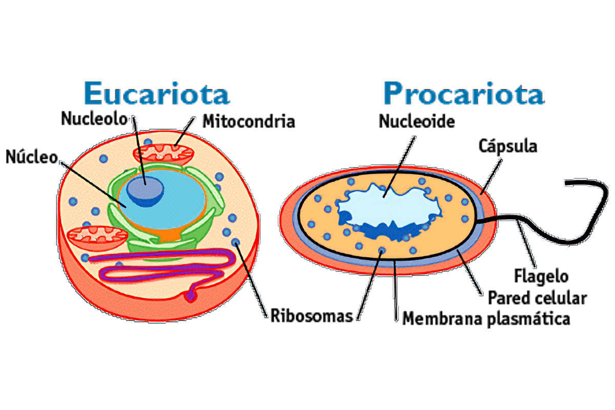 Momento Palacio de los niños Correctamente Células procariotas y eucariotas | Mind Map