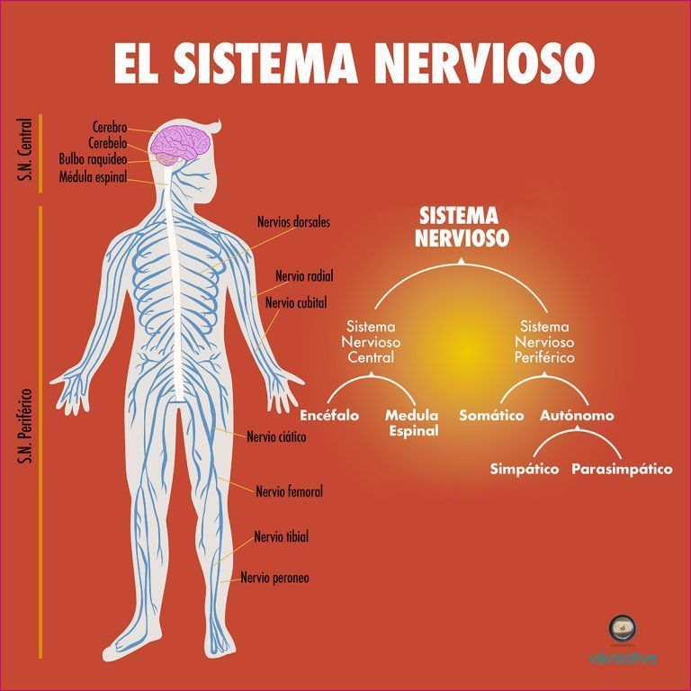 Sistemas Nervioso Y Reproductor Mind Map 0978