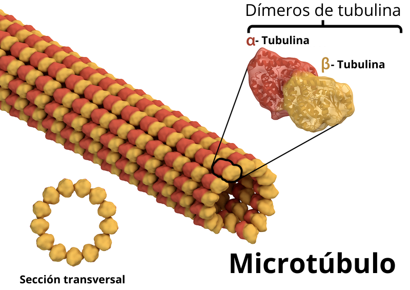 MICROTUBULOS | Mind Map