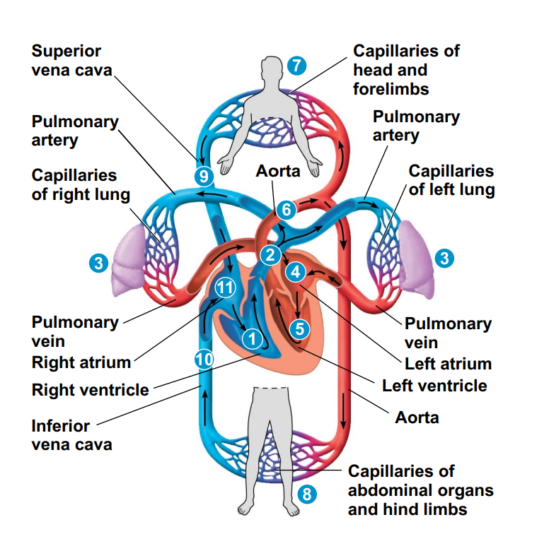 Circulation & Gas Exchange | Flashcards