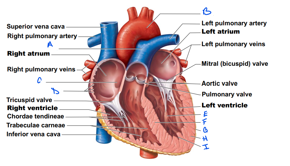 Circulation & Gas Exchange | Flashcards