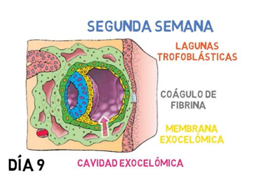 Desarrollo Embrionario Flowchart 2650